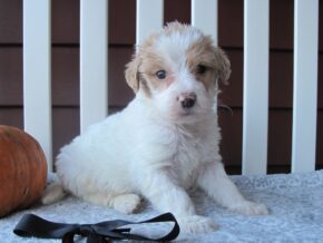 Photo of Cruiser