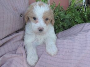 Photo of Cruiser