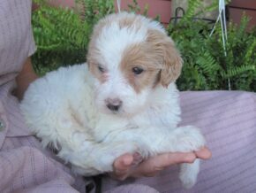 Photo of Cruiser