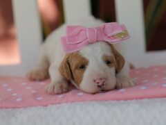 Image for Cutie Pie