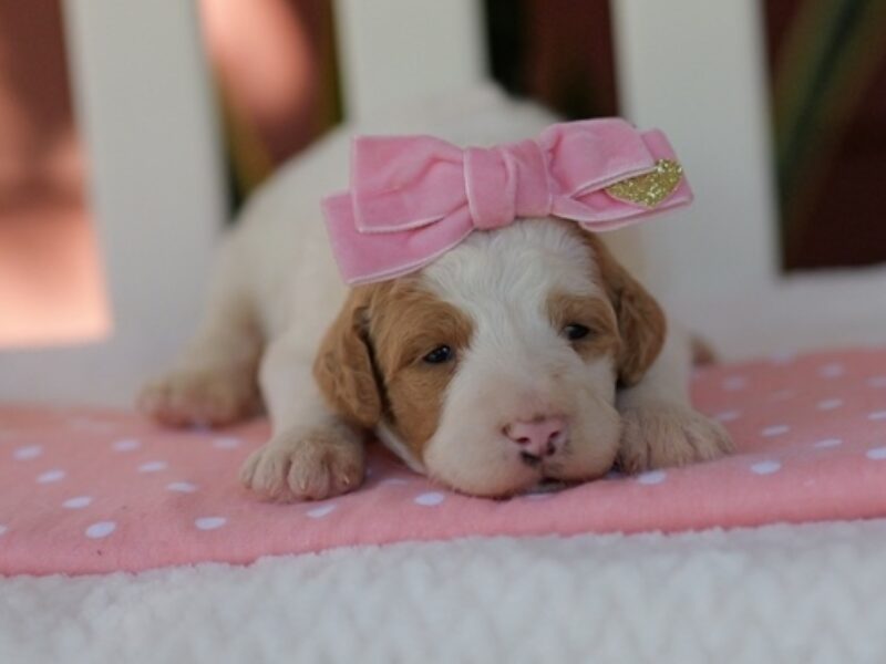 Cutie Pie image