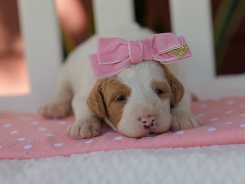Cutie Pie