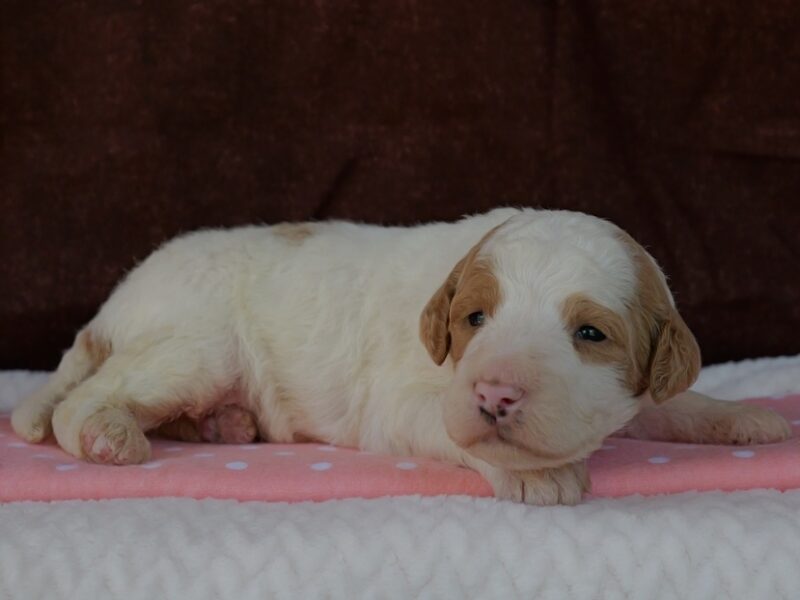 Cutie Pie image