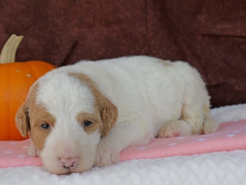 Cutie Pie image