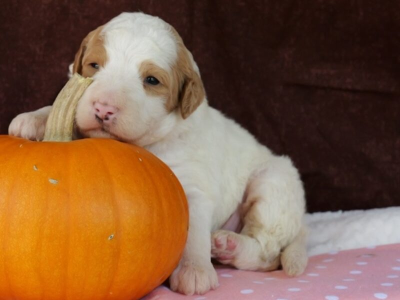 Cutie Pie image