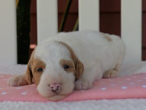 Photo of Cutie Pie