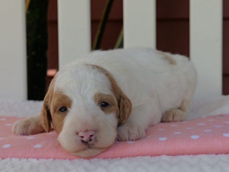 Cutie Pie image