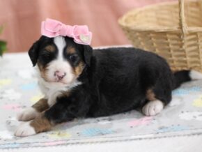 Photo of Lil Miss
