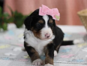 Photo of Lil Miss