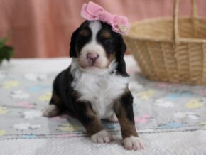 Photo of Lil Miss