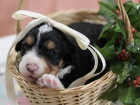 Photo of Lucky
