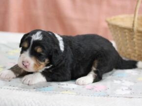 Photo of Lucky