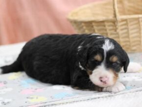 Photo of Lucky