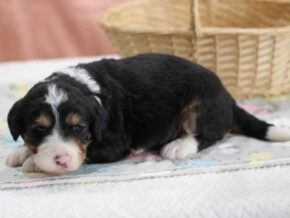 Photo of Lucky