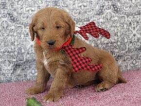 Photo of Karamel