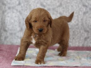 Photo of Karamel