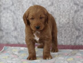 Photo of Karamel