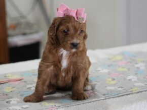 Photo of Katrielle