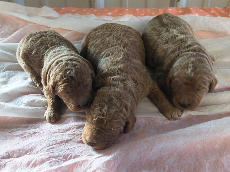 Sergeant-Marylin F1b Goldendoodle image