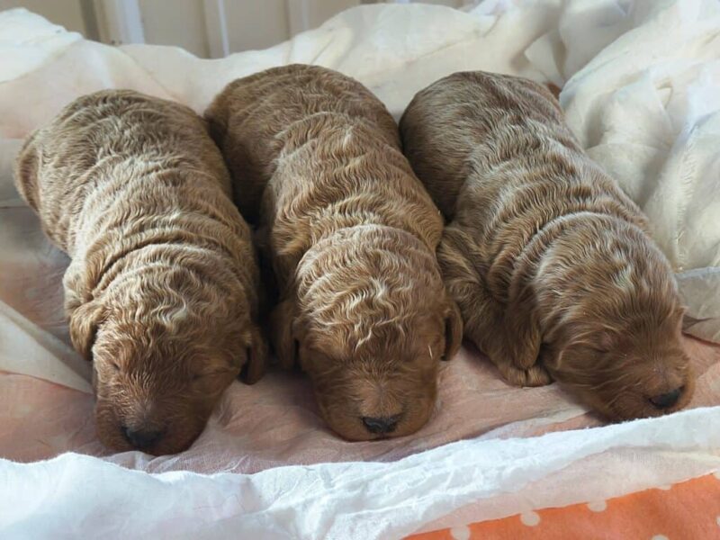 Sergeant-Marylin F1b Goldendoodle image
