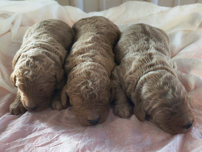 Sergeant-Marylin F1b Goldendoodle image