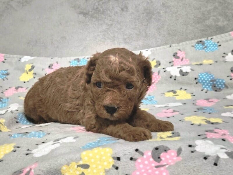 Ranita, a Mini Goldendoodle puppy at Blessed Hope Kennels in Kentucky.