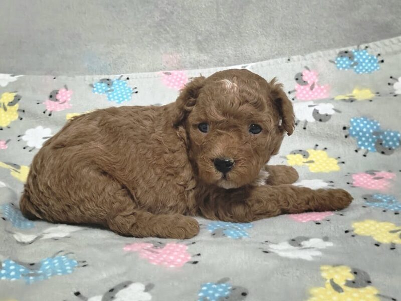 Ranita, a Mini Goldendoodle puppy at Blessed Hope Kennels in Kentucky.