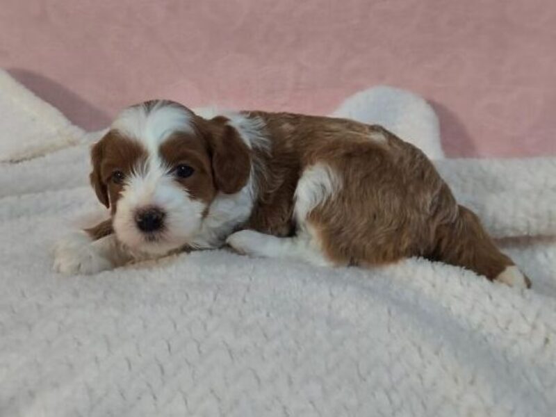Robbyn, a Mini Goldendoodle puppy at Blessed Hope Kennels in Kentucky.