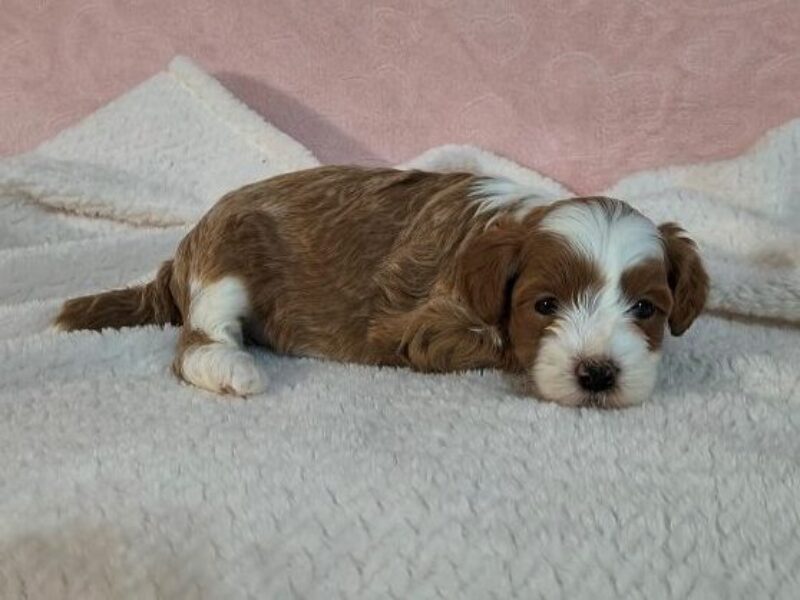 Robbyn, a Mini Goldendoodle puppy at Blessed Hope Kennels in Kentucky.