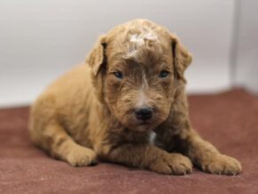 Photo of Rollo (Tucker)