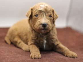Photo of Rollo (Tucker)