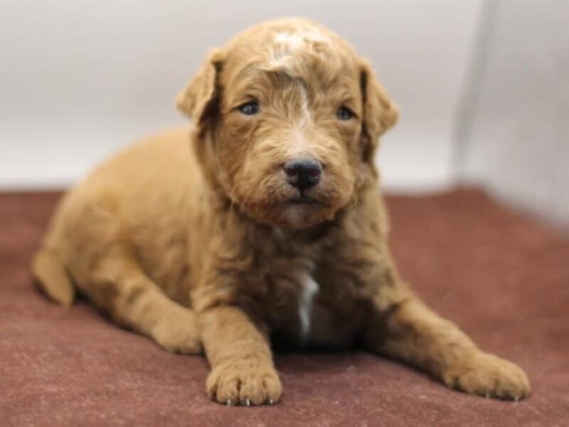 Rollo (Tucker) image