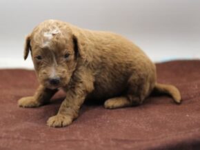 Photo of Rollo (Tucker)