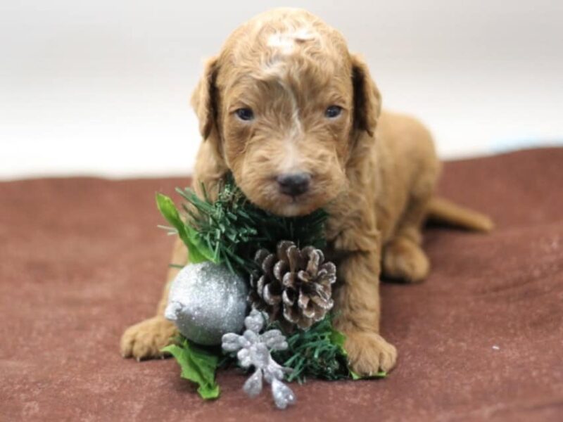 Rollo (Tucker) image