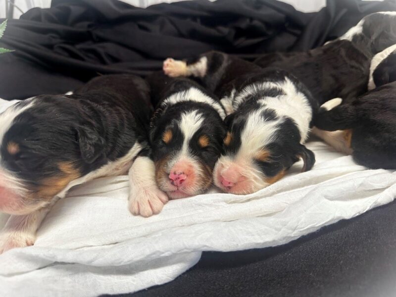 0126-Captain-Indy (Cynthia) F1 Bernedoodle image