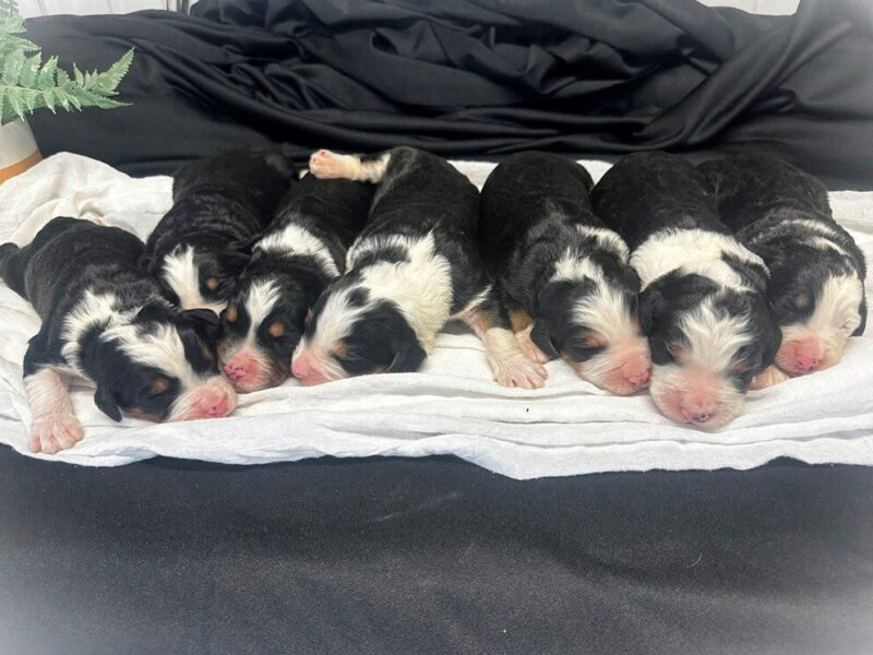 0126-Captain-Indy (Cynthia) F1 Bernedoodle image