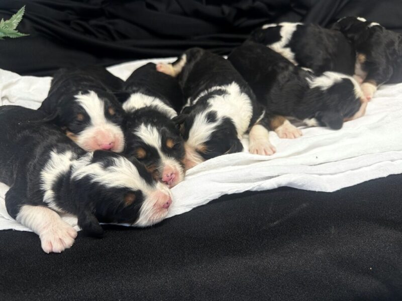 0126-Captain-Indy (Cynthia) F1 Bernedoodle image