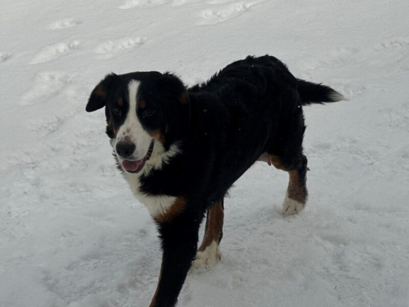 Indy (Cynthia), our Bernese Mountain Dog dam at Blessed Hope Kennels in Kentucky.