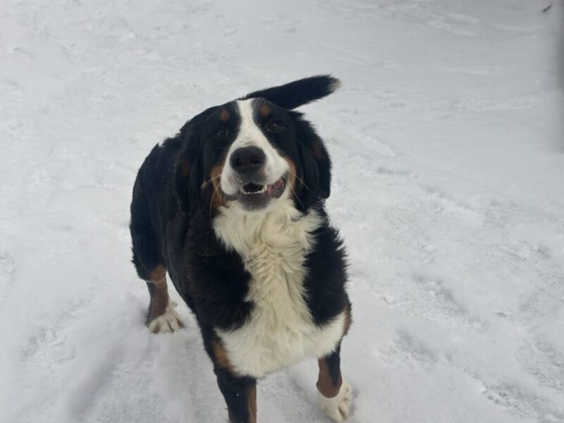 Indy (Cynthia), our Bernese Mountain Dog dam at Blessed Hope Kennels in Kentucky.