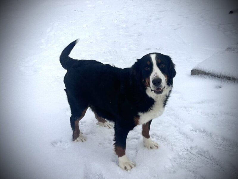 Indy (Cynthia), our Bernese Mountain Dog dam at Blessed Hope Kennels in Kentucky.
