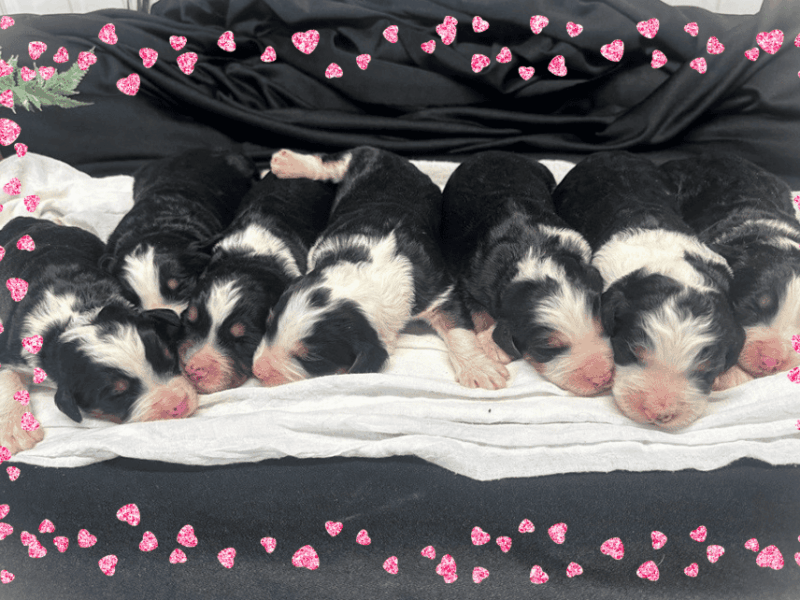 Captain-Indy (Cynthia) F1 Bernedoodle image