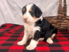 Photo4 for Ivorysnow