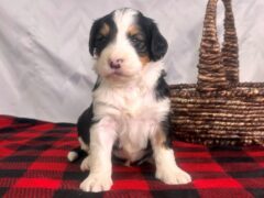 Photo3 for Ivorysnow