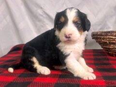 Photo2 for Ivorysnow