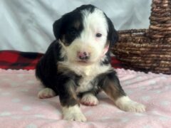 Photo4 for Izzabella