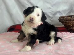 Photo3 for Izzabella