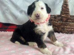 Photo2 for Izzabella