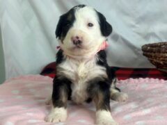 Photo1 for Izzabella