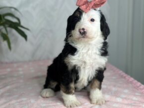 Photo of Izzabella