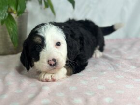 Photo of Izzabella